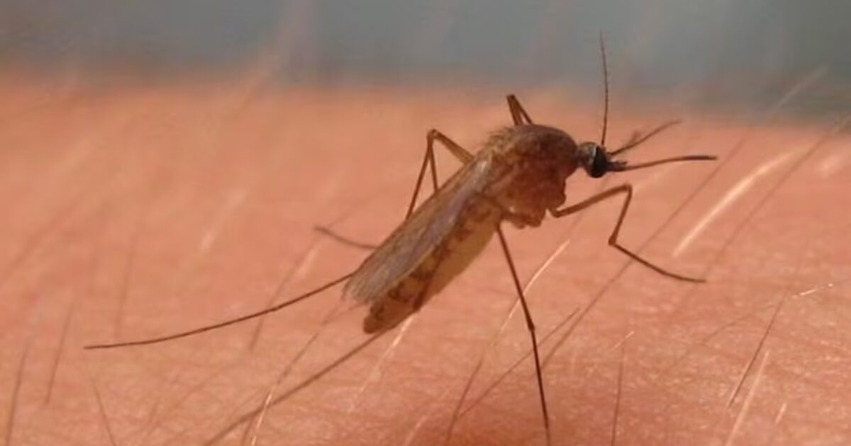 Un mosquito 'culex perexiguus', transmisor del virus del Nilo Occidental.