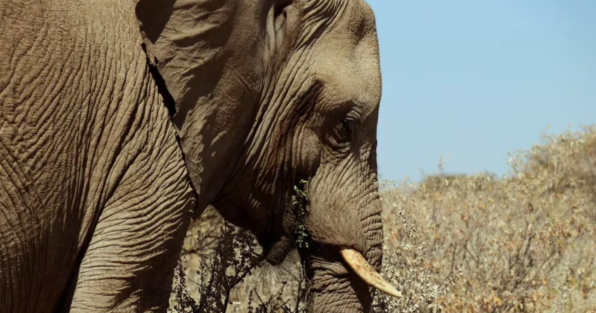 Fotografía de un elefante tomada en junio de 2018 en el Parque Nacional Etosha de Namibia.